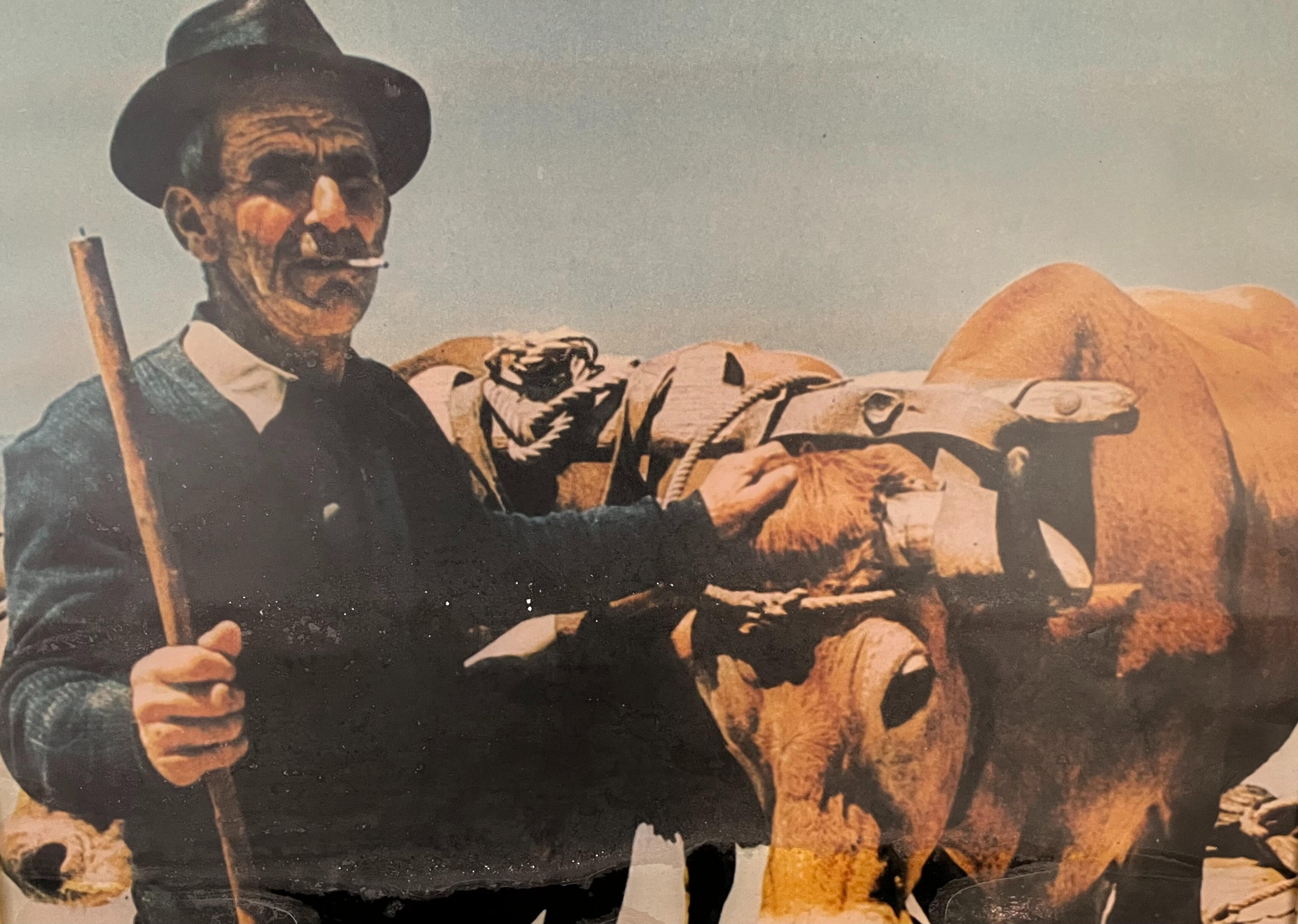 Joe's great-grandfather with the oxen that hauled fishing nets in from the Atlantic at Praia de Mira